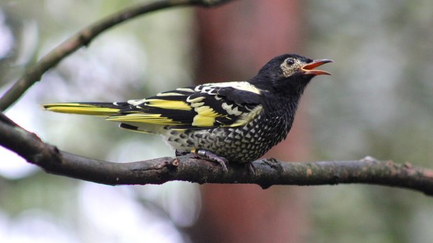 The Regent Honeyeater bird.