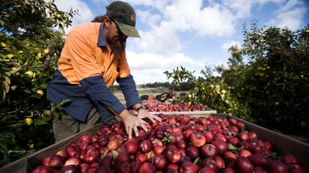 The state government wants students, migrant communities and grey nomads to consider filling farm shortages this summer. 