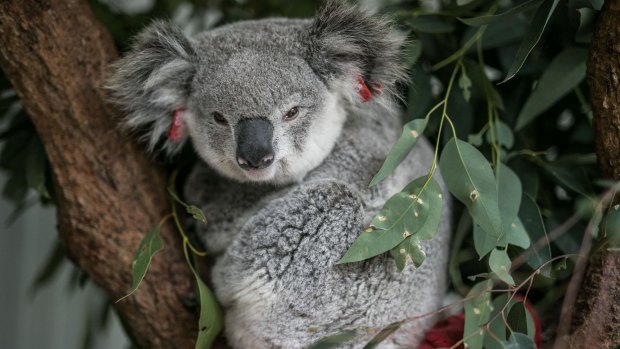 Incentives could be offered to households in south-east Queensland to keep dogs from koalas.
