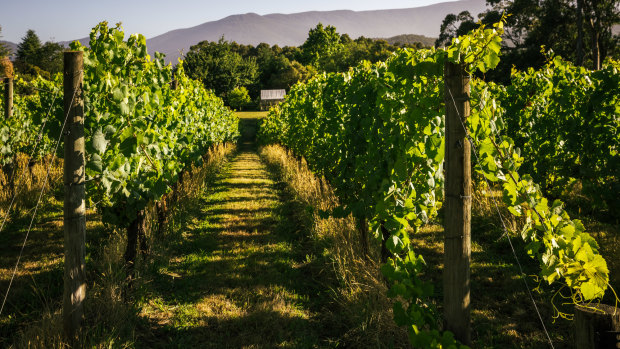 Winemakers are among winners from the new Australia-India free trade deal.