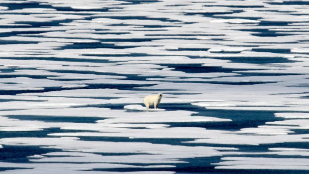 Global warming is melting the habitat of polar bears, which cannot survive without sea ice, using it to raise their young, to travel and as a platform for hunting seals - their primary food source.