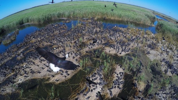 An Ibis colony with thousands of infant birds in the Macquarie Marshes during the wet spell in 2016.
