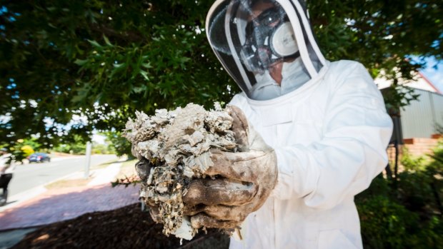 CoreEnviro Solutions senior pest and weed officer Jim Bariesheff removes a European wasp nest from a home in Palmerston, in January.