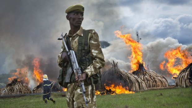 A ranger stands guards a stockpile of ivory set on fire in Nairobi, Kenya, in a dramatic statement against the trade. Critics say the international market in wildlife products is undermining efforts in Africa to stop the poaching crisis.
