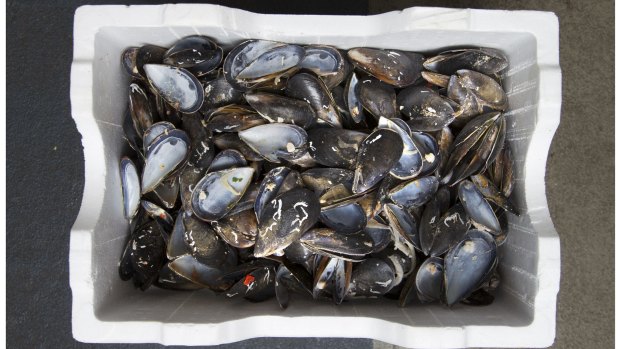 Shellfish includes oysters, mussels, clams, pipis, scallops, cockles and razor clams. They do not include crustaceans such as shrimp, prawns, crabs or lobsters.