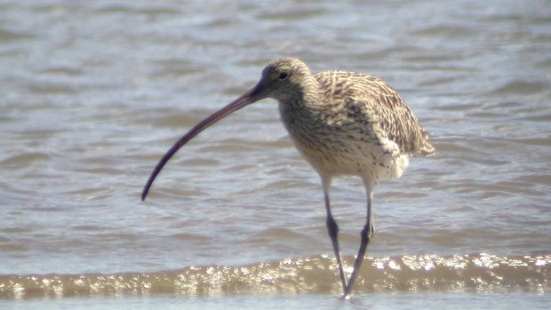 The Eastern Curlew one of the migratory seabirds threatened by the Cleveland's Toondah Harbour plans.