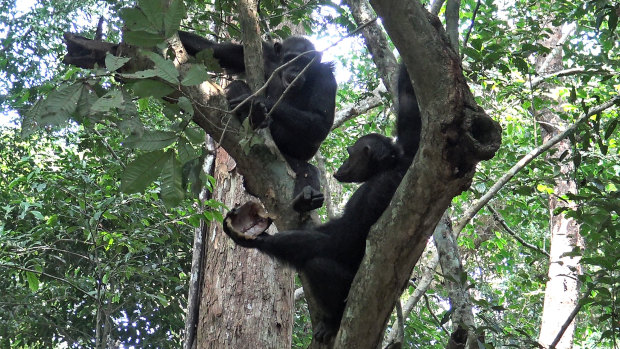 Wild chimpanzees eat a tortoises, whose hard shell was cracked open against tree trunks before the meat was scooped out, at the Loango National Park in Gabon.