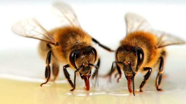 Researchers say high-tech solutions could help honey farmers and biologists find out more about bees.