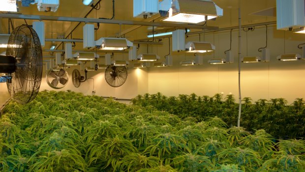 Cann Group's medicinal marijuana growing operations.
