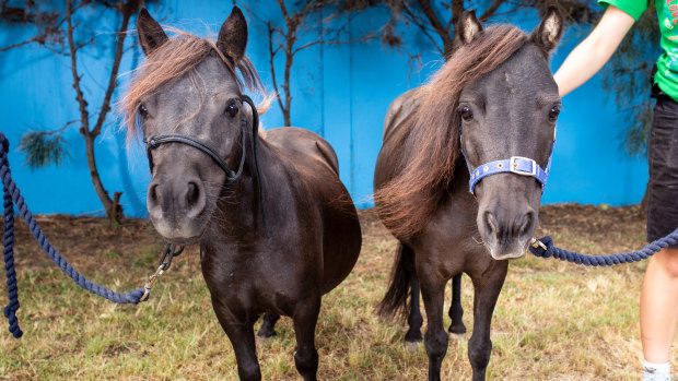 Two miniature horses are available for adoption from RSPCA Wacol.