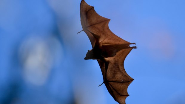 A grey-headed flying fox at the flying fox colony at Yarra Bend Park. 