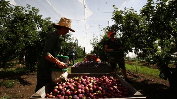 Fruit and vegetable growers are warning of price rises because of labour shortages.