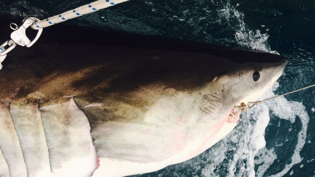 3.1 m shark caught on DPI SMART drum line near Evans Head in 2016 as part of the NSW government's $16m shark management strategy.