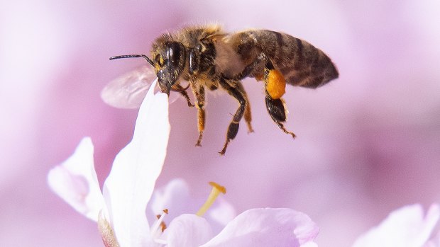 Bees became trapped in the woman's eye and fed off her tears.