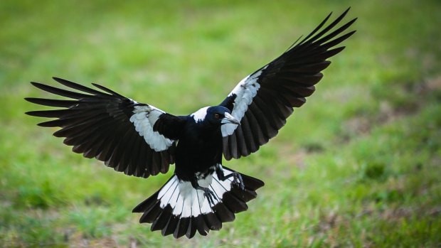 A swooping magpie in Canberra. It's that time of the year again.