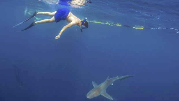 A tourist swims with a shark on a cage-less shark dive tour. Such tours can improve knowledge of a much-maligned species. 