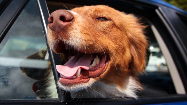 The state government has made it illegal to leave a pet in a car in temperatures that could harm it.