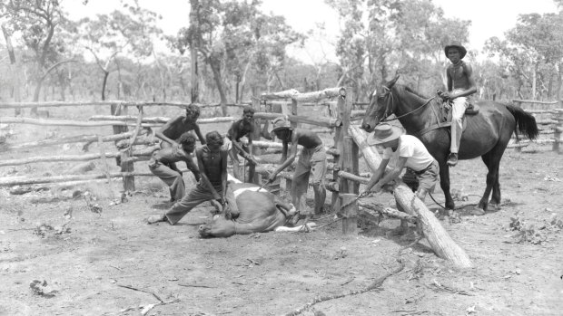Many of the Queenslanders seeking stolen wages worked as stockmen on cattle properties. 