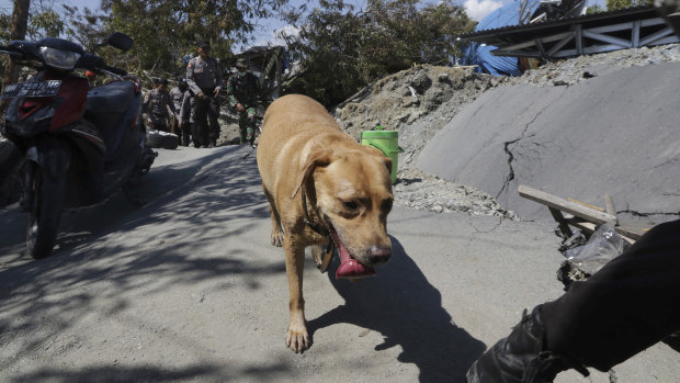 An Indonesian police officer leads a sniffer dog during a search for earthquake victims at Petobo village in Palu on Monday.