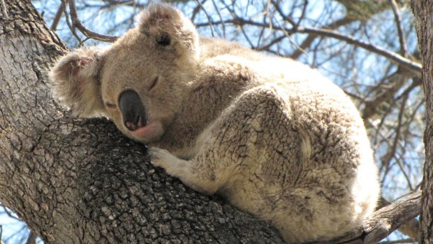 There are healthy koala populations around Rosewood, Wallon and Grandchester, says Ipswich City Council.