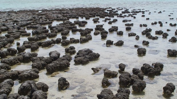 Billions of years after they first appeared, living stromatolites thrive in the waters of Hamelin Pool in WA.
