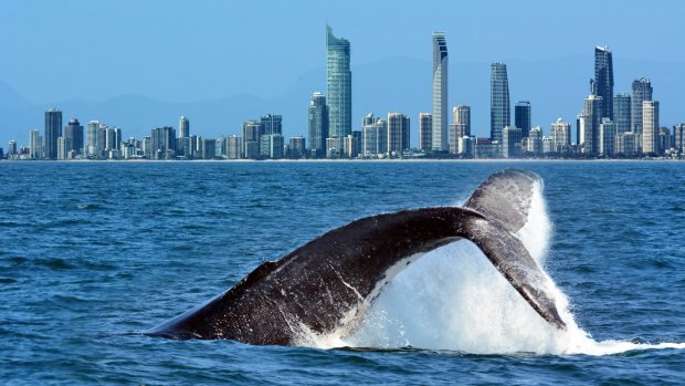 A humpback whale’s tail rises above the water in front of the skyline of Surfers Paradise on the Gold Coast.
