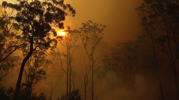 25 million trees will be planted after last summer's bushfire disaster.