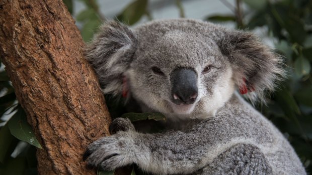 A female koala sits in an enclosure waiting release.