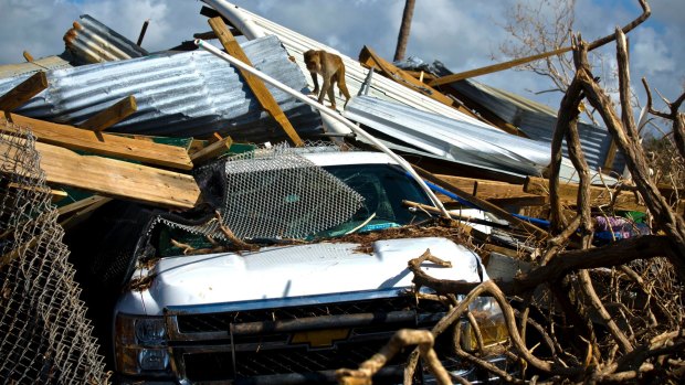 A monkey walks over the rubble left in the wake of Hurricane Maria on Cayo Santiago, known as Monkey Island, in Puerto Rico, in October 2017. US President Donald Trump is considering using unspent emergency relief funds on building the border wall.