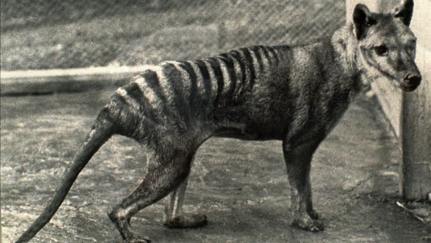 The last thylacine in Hobart in 1936.