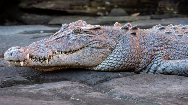 It’s much better to see a croc in King George River from inside a boat than out of one. 