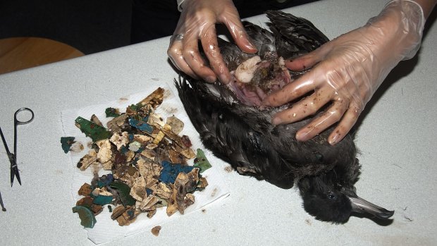 Examination of a dead shearwater on Lord Howe Island reveals its stomach to be loaded with plastic fragments.  