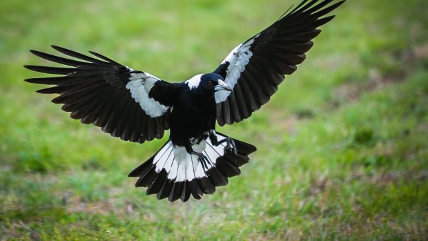 Swooping season has begun as magpies protect their nests.