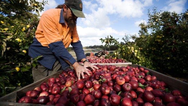 The government aims to encourage young Australians to do some of the farm work, but is yet to outline a new incentive.