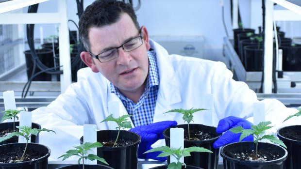 Then-premier Daniel Andrews at Victoria’s secret medical cannabis lab in 2016.