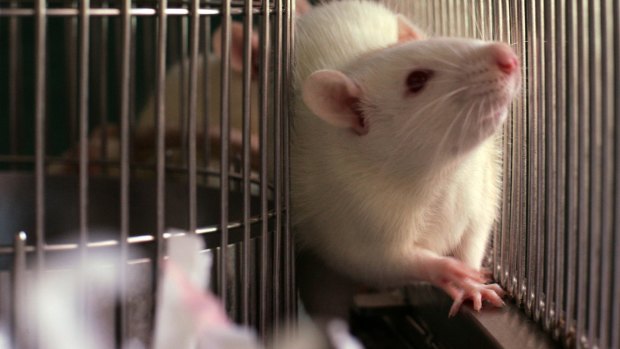 Rats and mice are commonly used for medical studies.