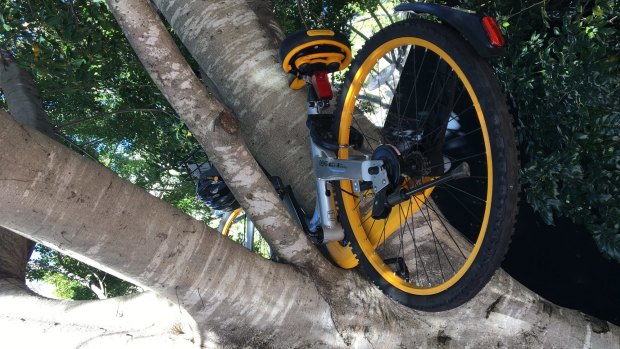 Dumped share bikes have clogged public spaces across the city. 
