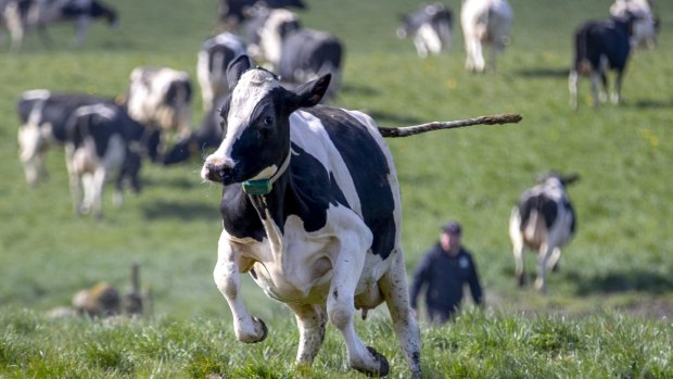 Parking inspectors are well-trained to wrangle cattle. 