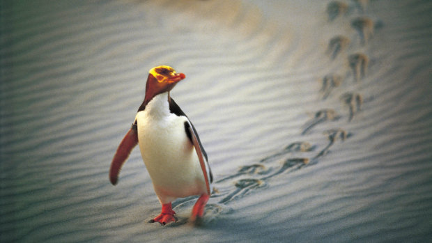 An endangered yellow-eyed penguin marches along a beach near Dunedin, New Zealand. 