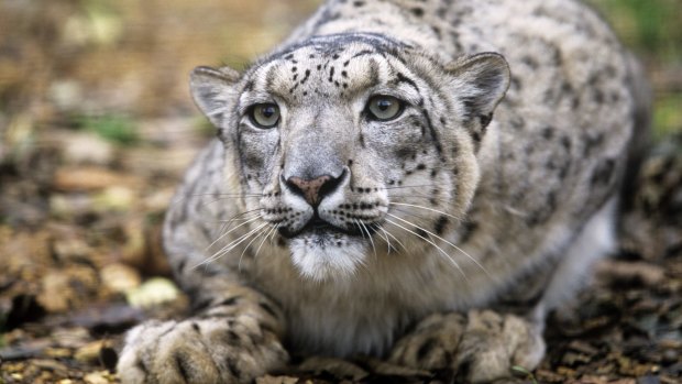 Research from JCU has found a previously unknown disease risk to the endangered snow leopard.