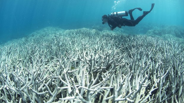 Bleaching along the Great Barrier Reef is a common sight for divers. 