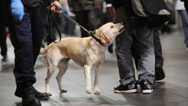 Police sniffer dogs are on the case at the Field Day music festival in The Domain.