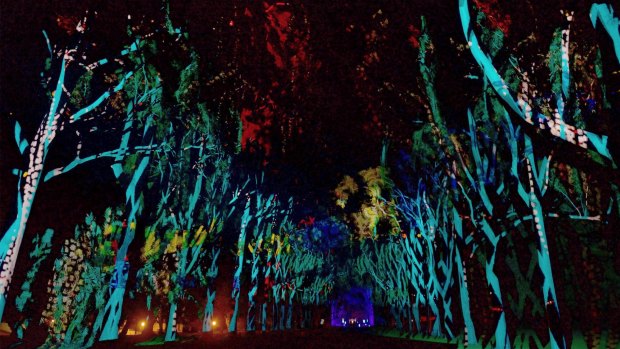 Boorna Waanginy: The Trees Speak opened last year's Festival at Kings Park. 