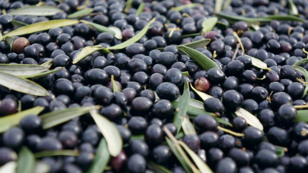 An increase in production of oil-bearing crops such as olives has helped buoy the WA farm sector.