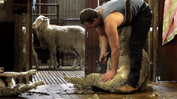 Some farmers have been withdrawing their wool bales before auction in hope of a price recovery.
