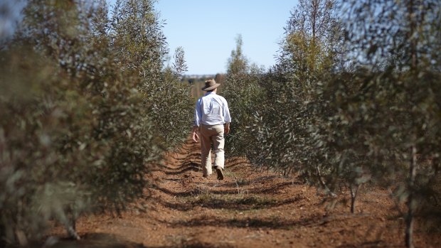 Queensland's rural producers are questioning the impact of Queensland's signature carbon farming Land Restoration Fund. 