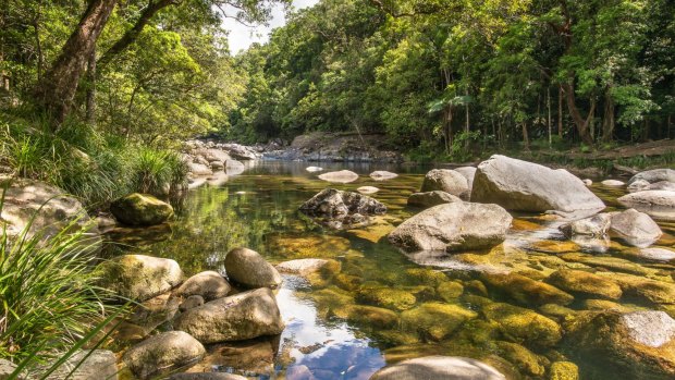 Scientists hope to protect plants at Mt Lewis, near Mossman in far north Queensland. 