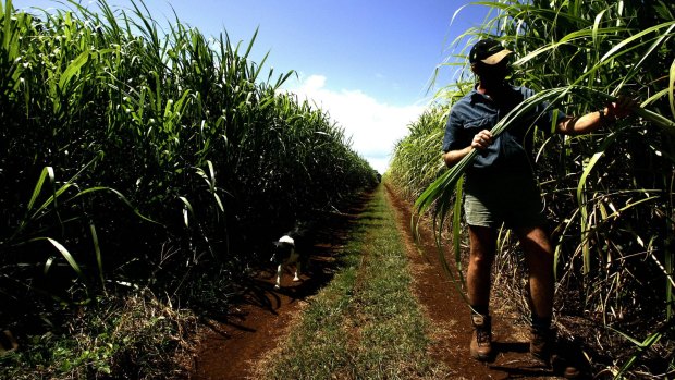 Global sugar prices are soaring.