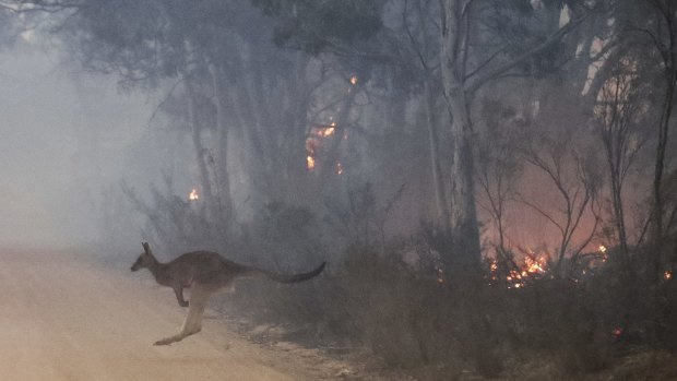 A kangaroo flees a bushfire in NSW.