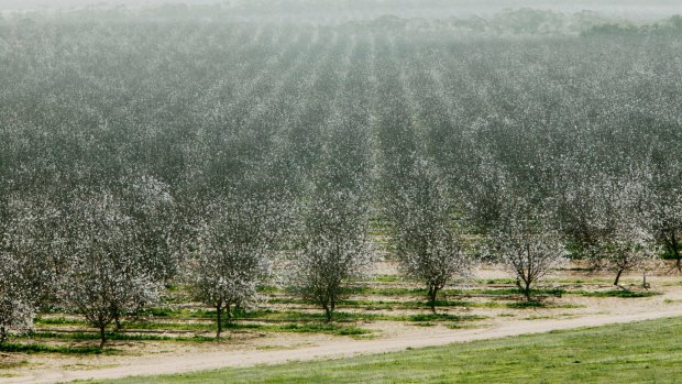 Tax incentives introduced in the 1990s encouraged Australians to invest in plantation and forestry schemes. However, the policy was wound back in the early 2000s out of concerns it was creating both unsustainable farms and unsustainable businesses. 